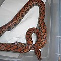 my boas