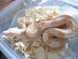 my boas