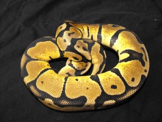 my ball pythons