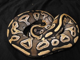 my ball pythons