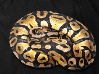 my ball pythons
