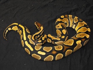 my ball pythons