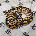 my ball pythons