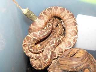 my boas