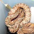 my boas