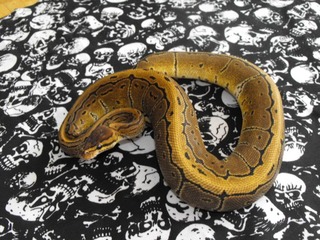 my ball pythons