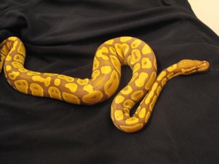my ball pythons
