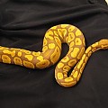 my ball pythons