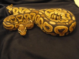 my ball pythons