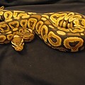 my ball pythons