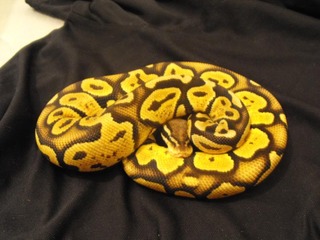 my ball pythons