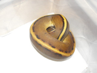 my ball pythons