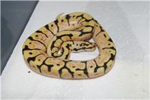 my ball pythons