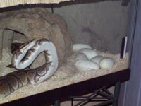 Mom and eggs