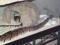 Ball Python Clutch 6-28-11