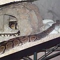 Ball Python Clutch 6-28-11