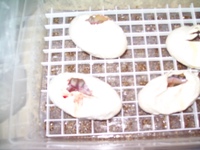 Eggs cut at 60 days