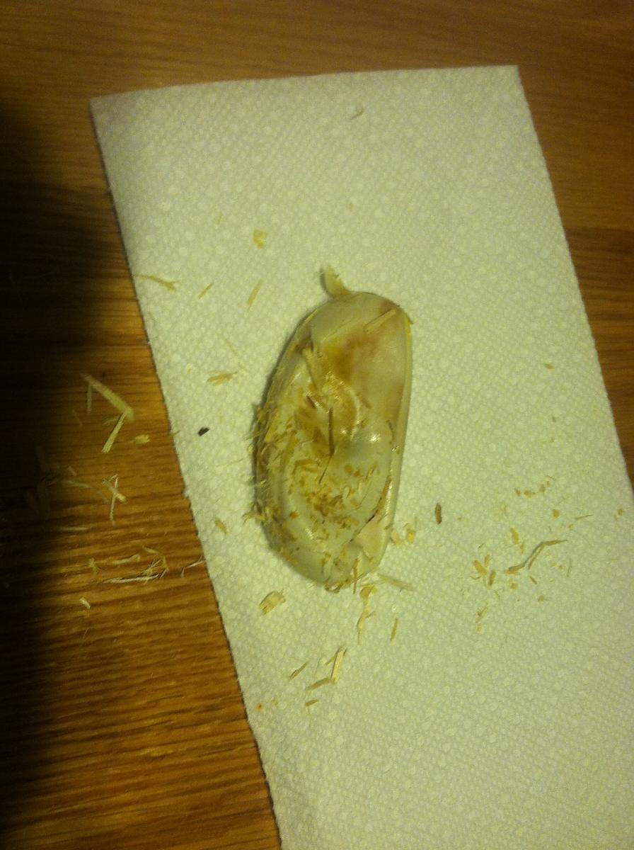 Bad Egg... finally out
