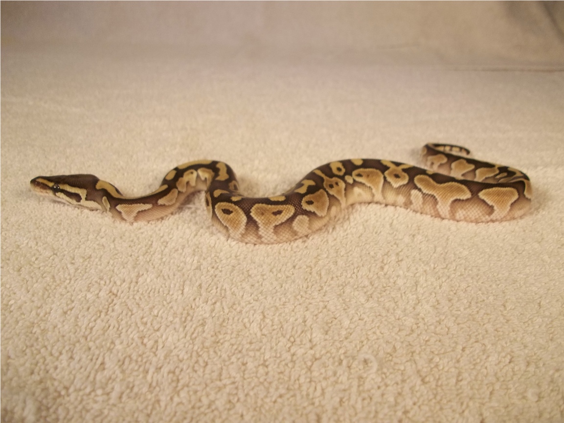 lesser1