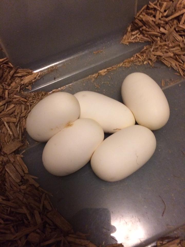 Clutch #1 2016 Caramel x Hypo
