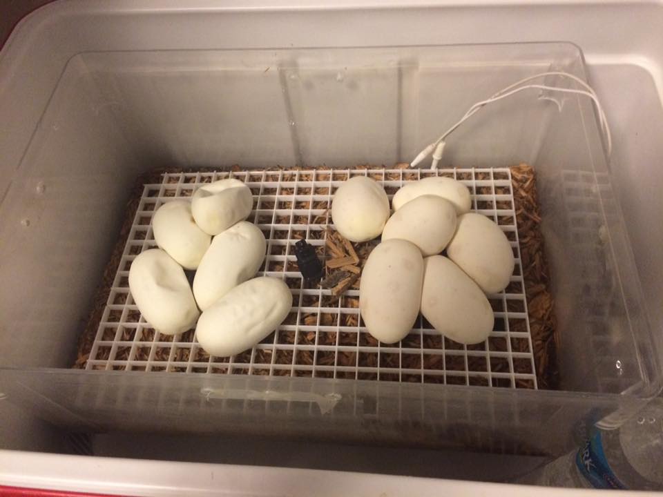 moreeggs