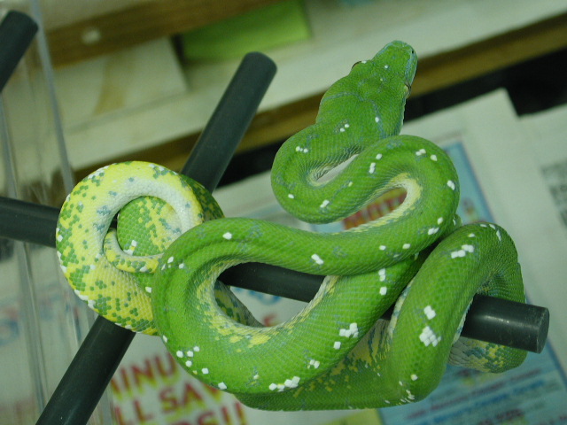 Aru x Merauke crosses