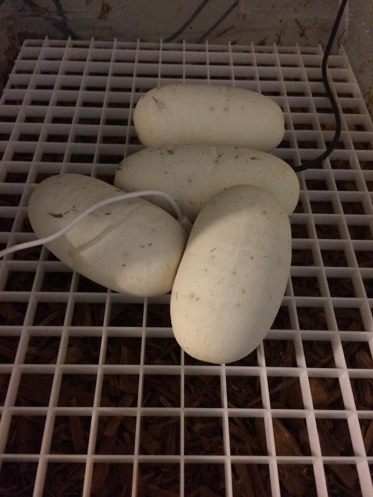 eggs2