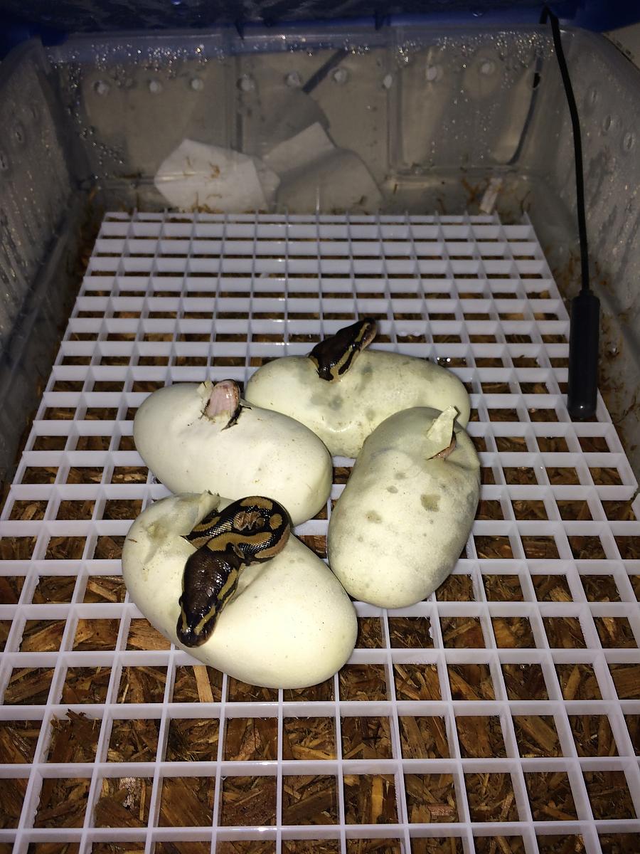 Hatchlings