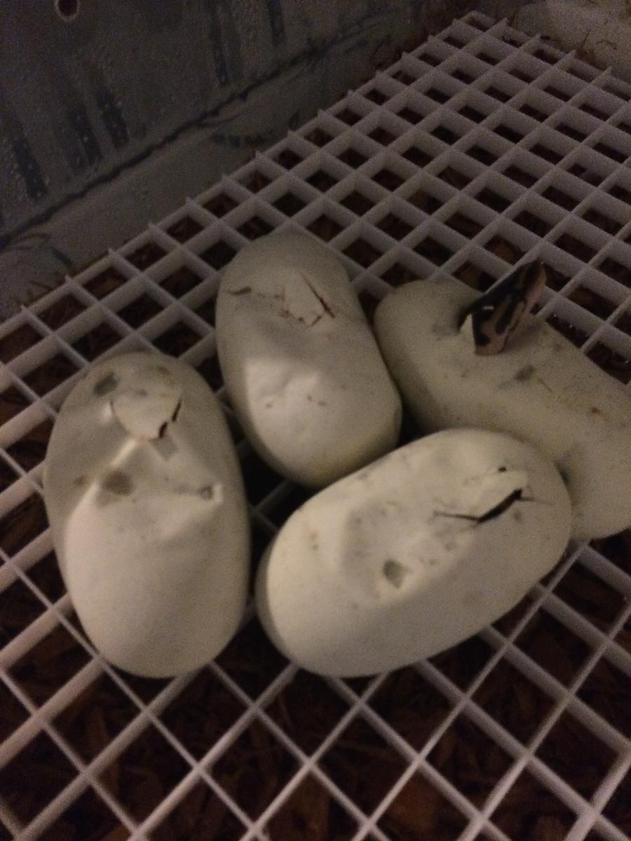 babies!!