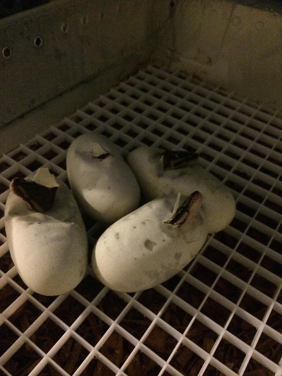 Hatchlings