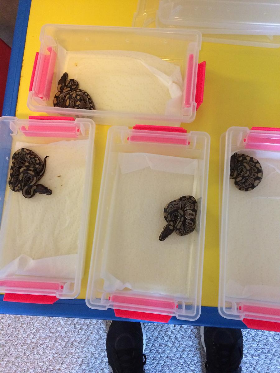Hatchlings