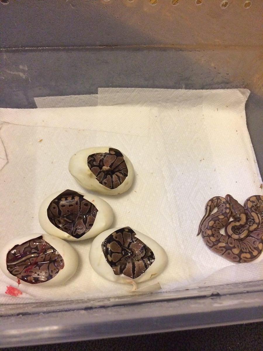 Hatchlings