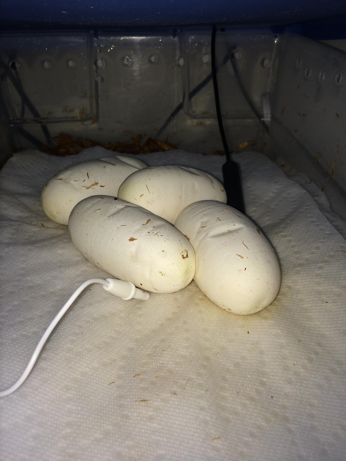 incubating