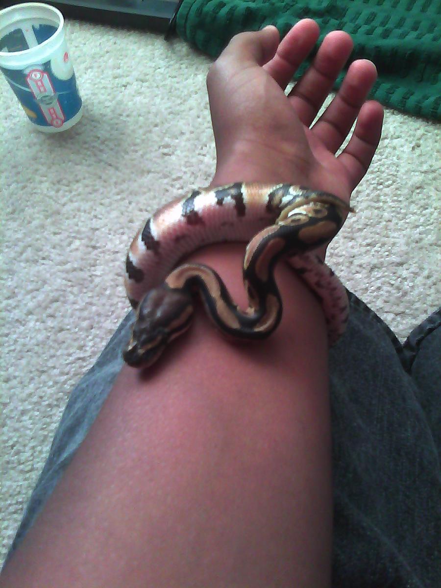 Braclet Snake
