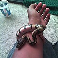 Braclet Snake
