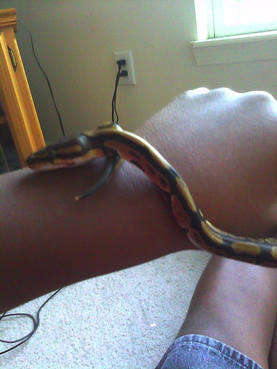 Bracelet Snake