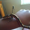 Bracelet Snake