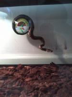 My BP