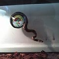 My BP