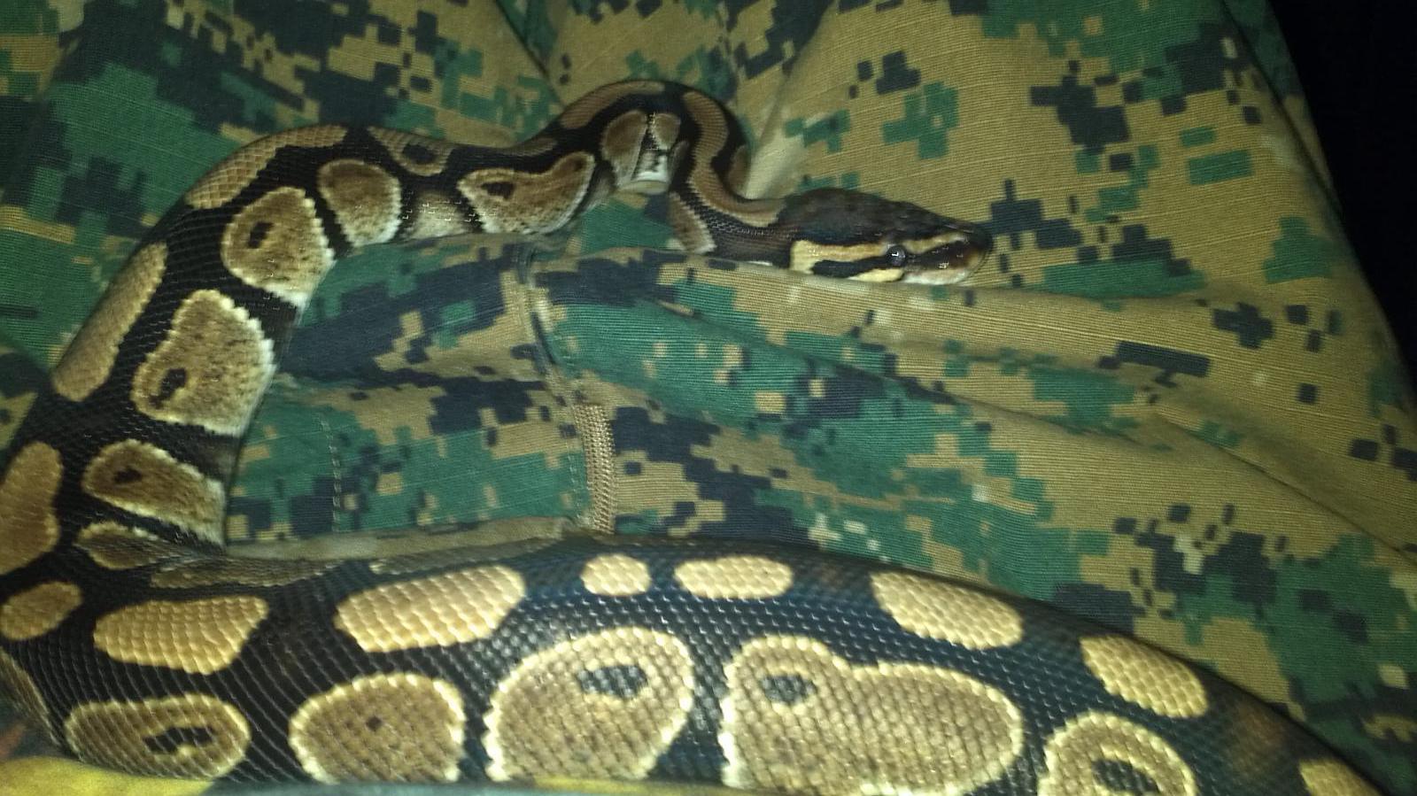 pythonflauge