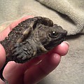 My juvenile common snapping turtle