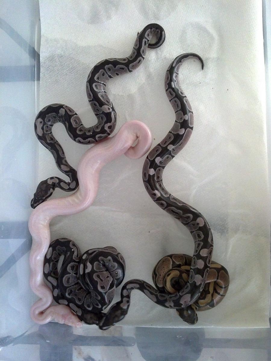 for sale