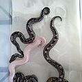 for sale