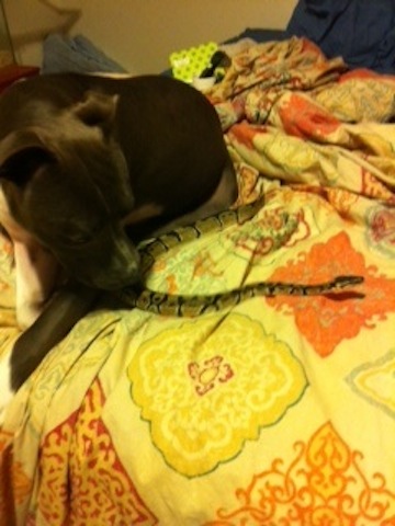 Marley