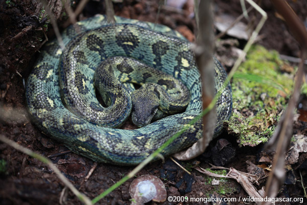Turquoise Madagascar Tree Boa ... I want