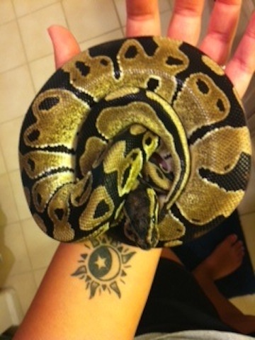Marley... bigger pic