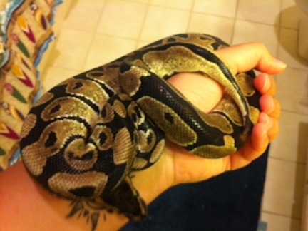 Marley