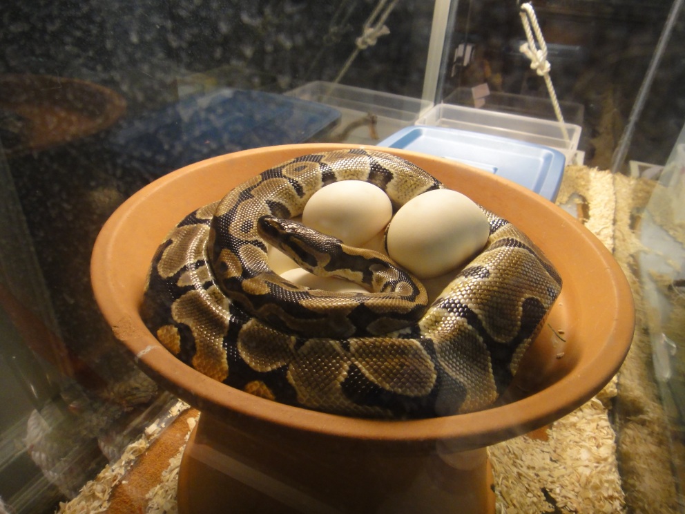 My Snakes.