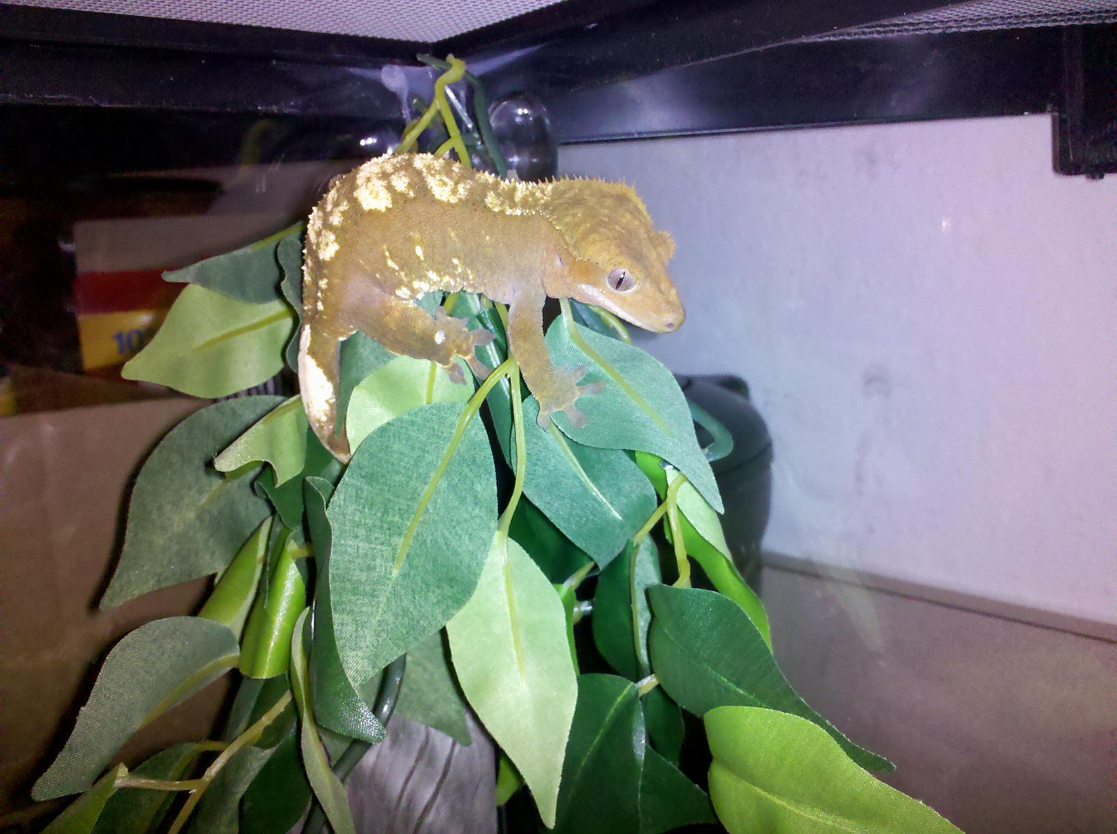 Crested gecko