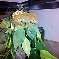 Crested gecko